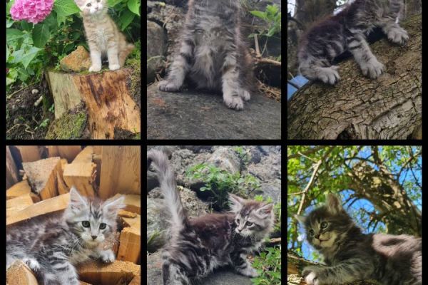 Reinrassige Maine Coon Kitten