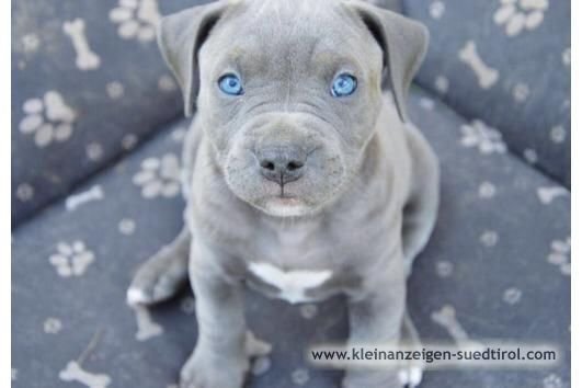 Pitbull Amdtaff Blue Line Welpen Leifers 231552 Hunde