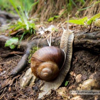 Biogrund zu pachten gesucht - thumb