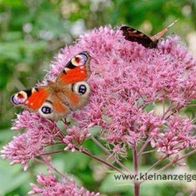 blogger.com: Partner und Sponsoren