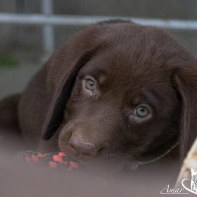 Liebenswerte Labradorwelpen in silber und braun - thumb