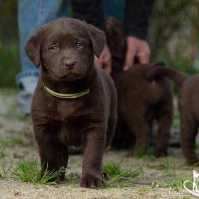 Labradorwelpen chocolate - thumb