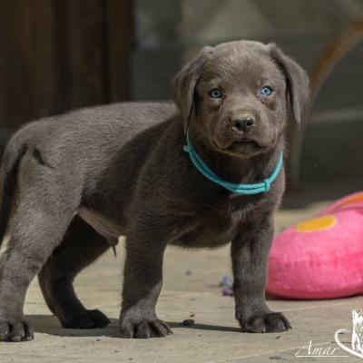 Labradorwelpen charcoal - thumb