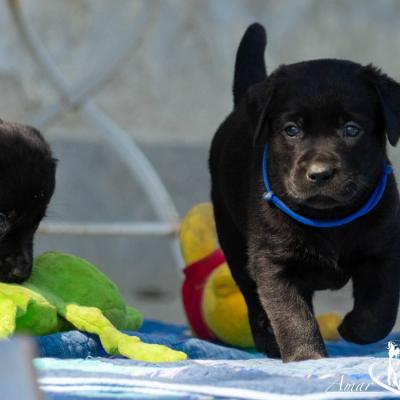 Labradorwelpen schwarz - thumb
