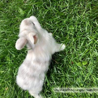 Kaninchen zu verschenken - thumb