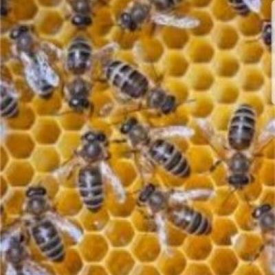 Suche Bienenvölker Carnica - thumb