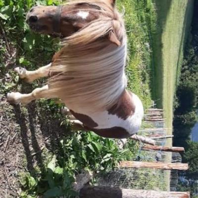Verleihe Pony Hengst zum decken - thumb