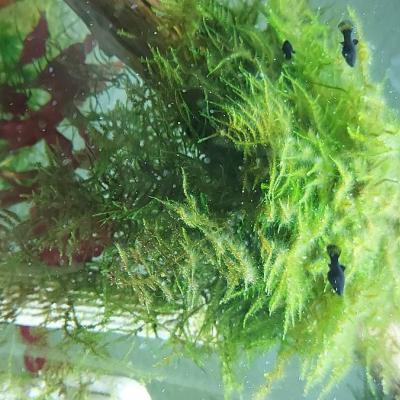 Fische Black Mollys zu verschenken - thumb