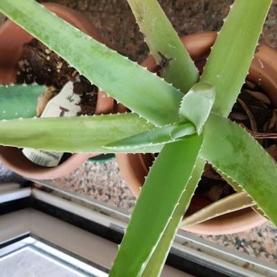 Aloe Vera Barbadensis Heilpflanze - thumb