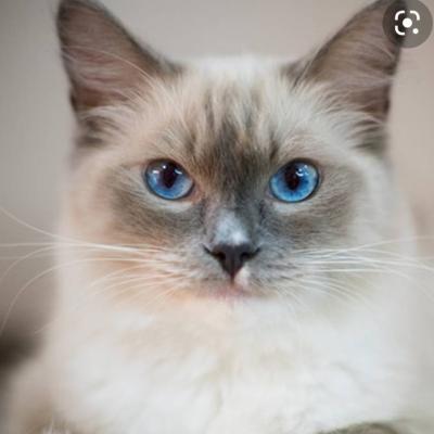 Suche Katze mit Grau-Weißem Fell und blauen Augen - thumb