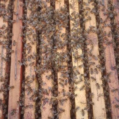 Vendo 3 popoli di api 170 euro l'una contattare questo nr.3294926910 - thumb