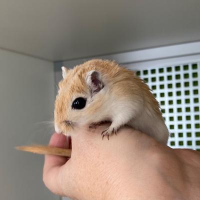 Rennmäuse Girbilli Gerbil Wüstenrennmaus - thumb
