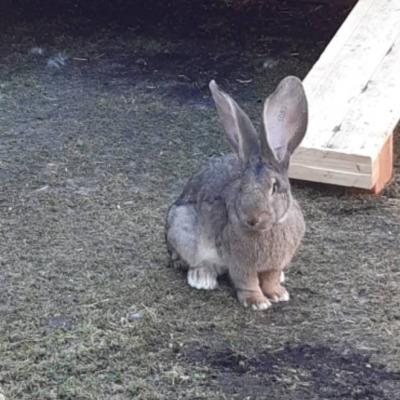 Kaninchen Riesen grau - thumb