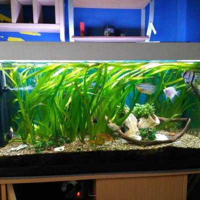 200 Liter Aquarium - thumb