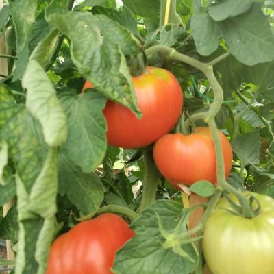 Verkaufe frische Tomaten - thumb