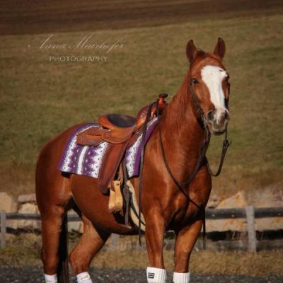 Verkaufe Quarter Horse - thumb