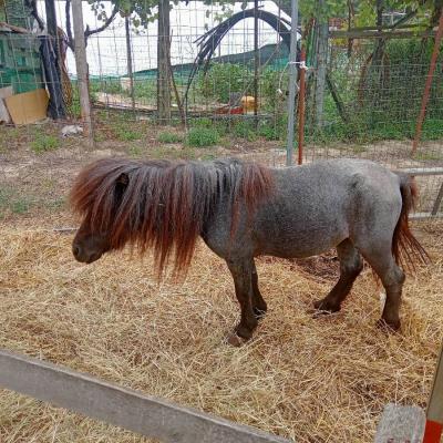 ponyhengst - thumb