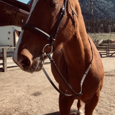 Österreichisches Warmblut - thumb