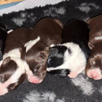 Unsere Welpen sind da - Australian Sheperd mit Pedigree - thumb