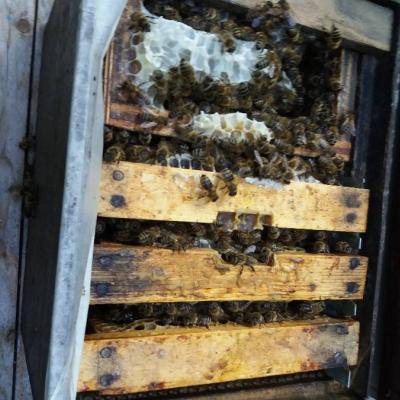 Bienenableger zu verkaufen - thumb