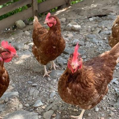Legehennen galline ovaie - thumb