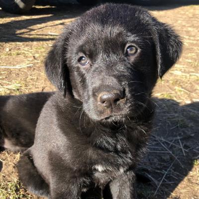 Labrador - Schäfer Mix (weiblich) - thumb