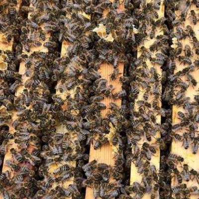 Bienenableger  auf Dadant - thumb