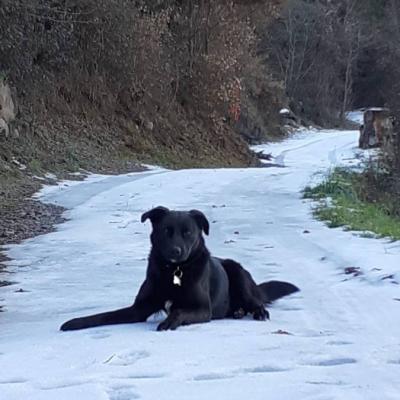 Labradormischling männlich abzugeben - thumb