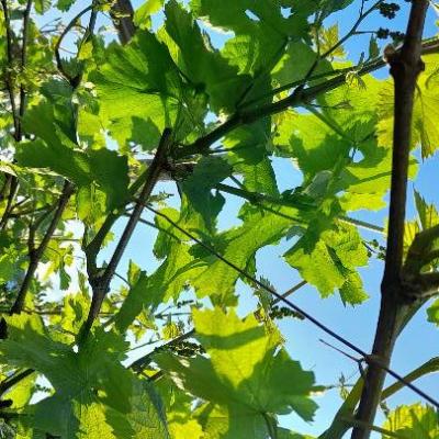 Verkaufe Eigenbauwein (Lana) - thumb