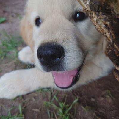 Liebe Golden Retriever Welpen zu verkaufen - thumb