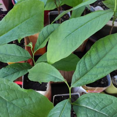 Asimina triloba - Paw Paw - Indianerbanane - thumb