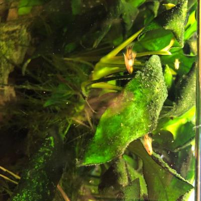 Aquariumfische  (JungePlaty) zu verschenkwn - thumb