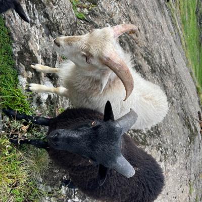 Ouessant Zwergwidder - thumb