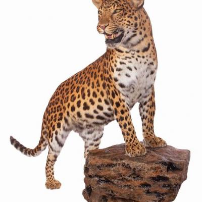Leopard Präparat - thumb