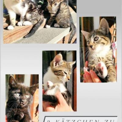 Katzen zu verschenken - thumb