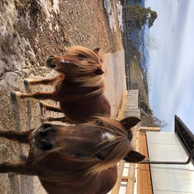 Pflegebeteiligung für zwei Ponys gesucht - thumb