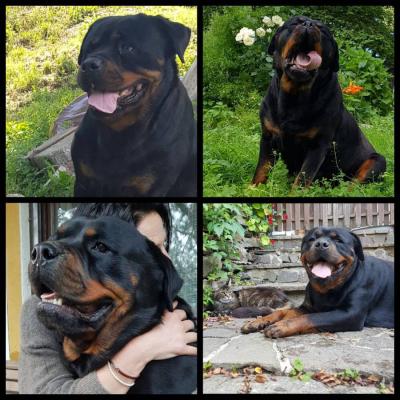 Typvolle / massive Rottweiler Welpen aus der Landwirtschaft - thumb