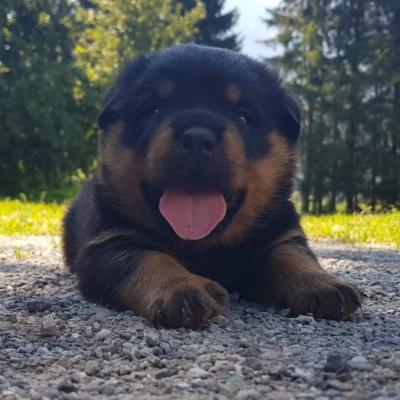 Typvolle / massive Rottweiler Welpen aus der Landwirtschaft - thumb