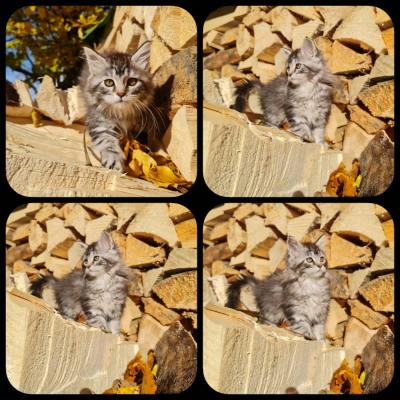Reinrassige Maine Coon Kitten - thumb