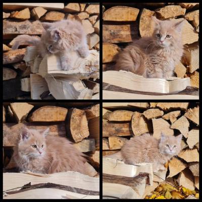 Reinrassige Maine Coon Kitten - thumb