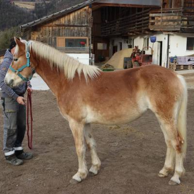 Verkaufe  2,5 Jährige Haflinger Stute - thumb