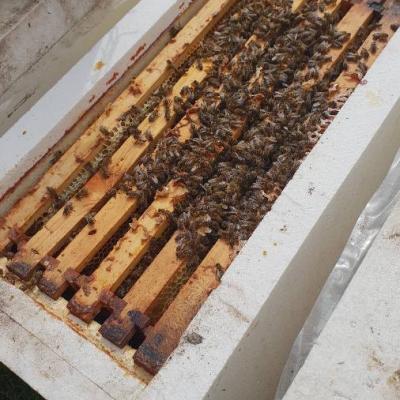 Carnica-Ableger starkes  Bienenvolk vom 2022 - thumb
