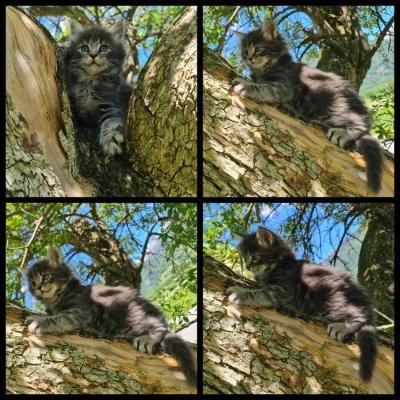 Reinrassige Maine Coon Kitten - thumb