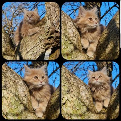 Reinrassige Maine Coon Kitten - thumb