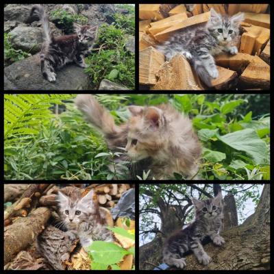 Reinrassige Maine Coon Kitten - thumb
