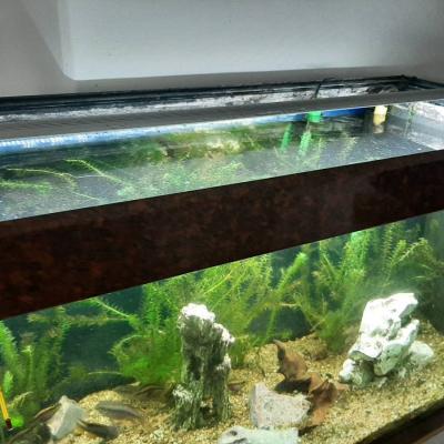 Komplettes Aquarium - thumb