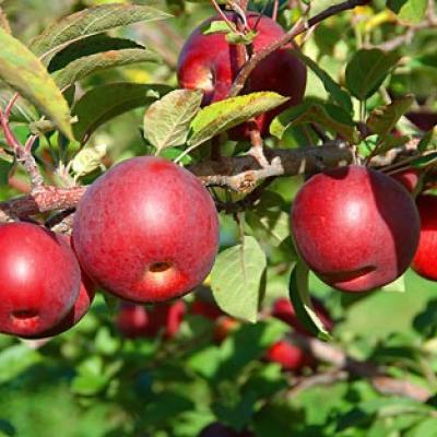 Obstwiese in Branzoll zu verkaufen - thumb