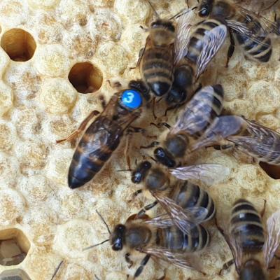 Reinzuchtköniginen Carnica von der Belegstelle Weißenbach - thumb