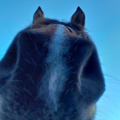 Reitbeteiligung gesucht - thumb