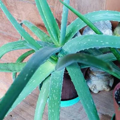 Aloe Vera im Topf - thumb